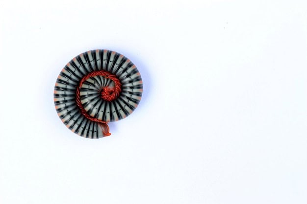 Fibonacci Fan Definition